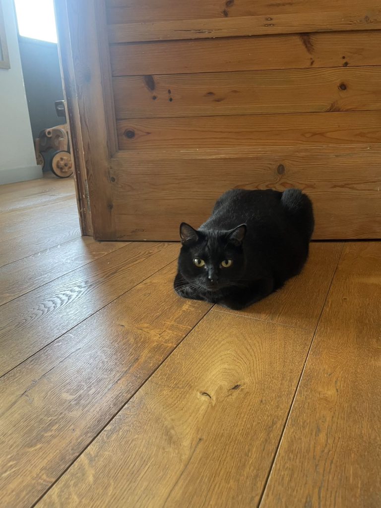 猫咪Miso / Cat Miso