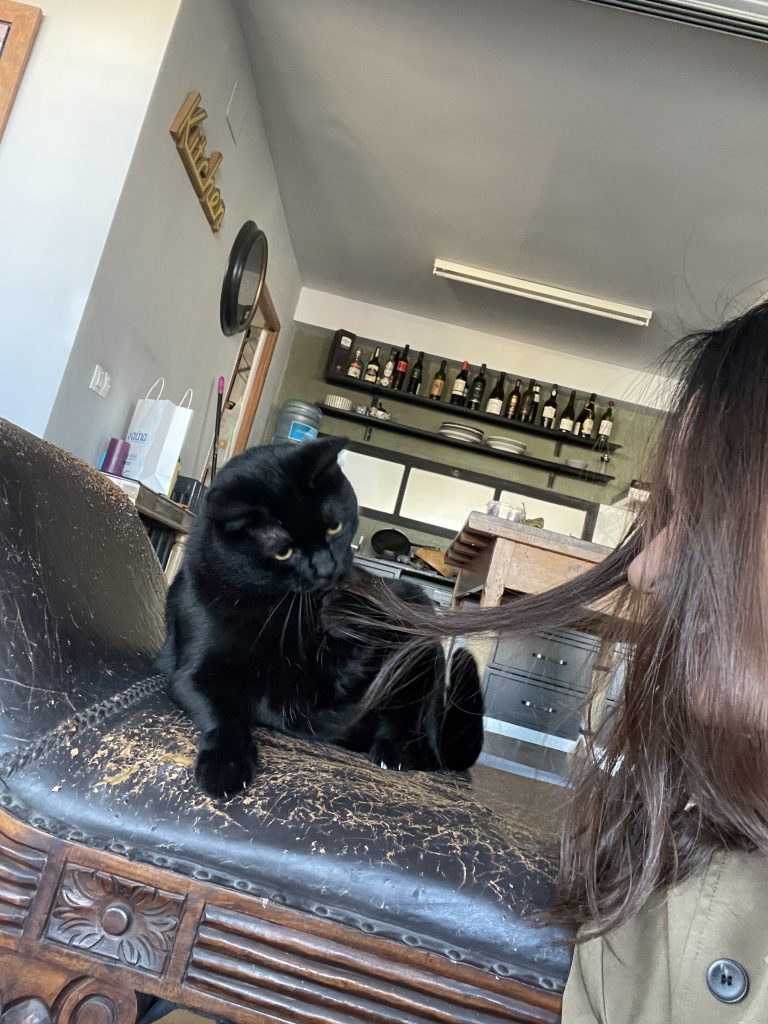 猫咪Miso / Cat Miso