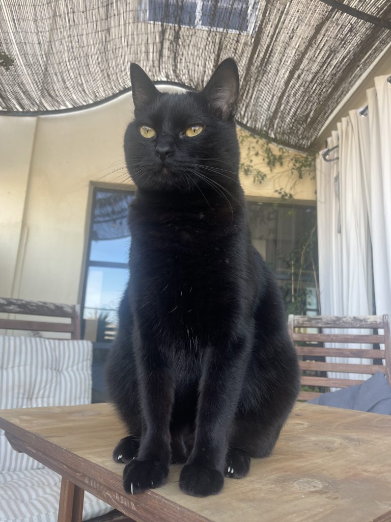 猫咪Miso / Cat Miso