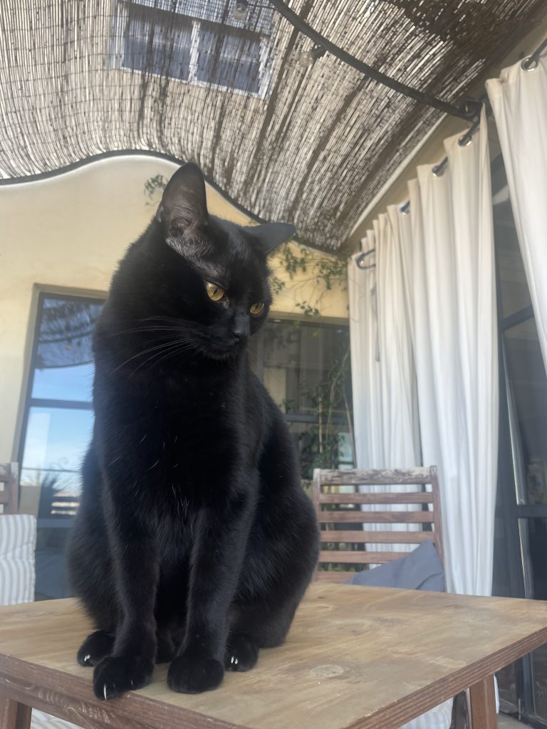 猫咪Miso / Cat Miso