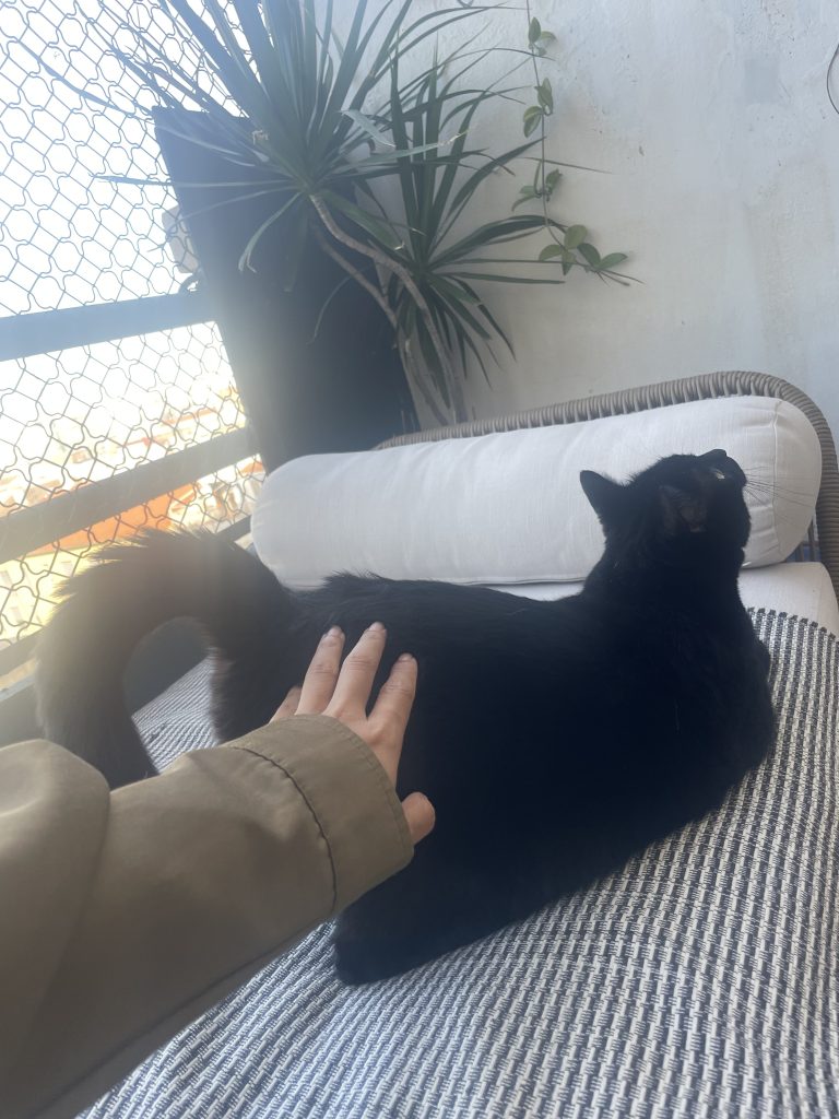 猫咪Miso / Cat Miso