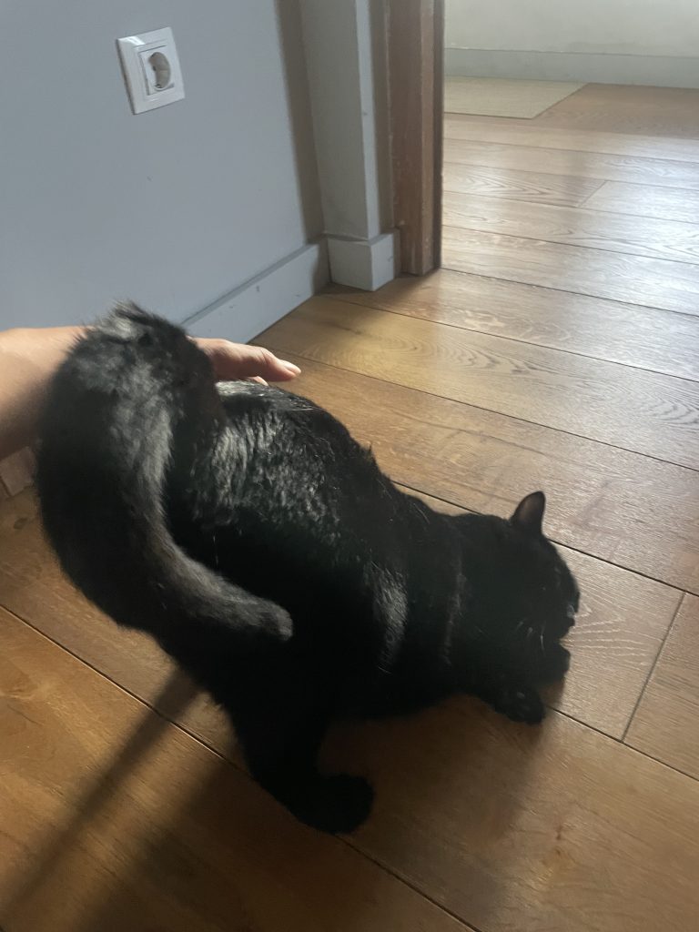 猫咪Miso / Cat Miso