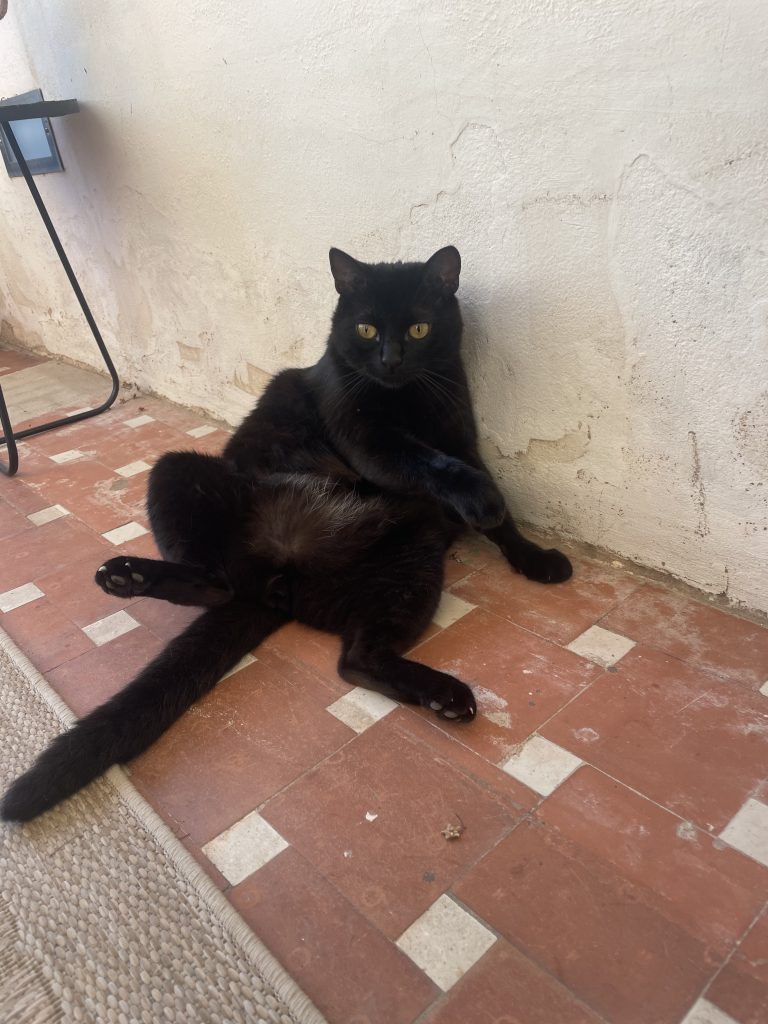 猫咪Miso / Cat Miso