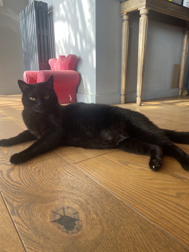 猫咪Miso / Cat Miso