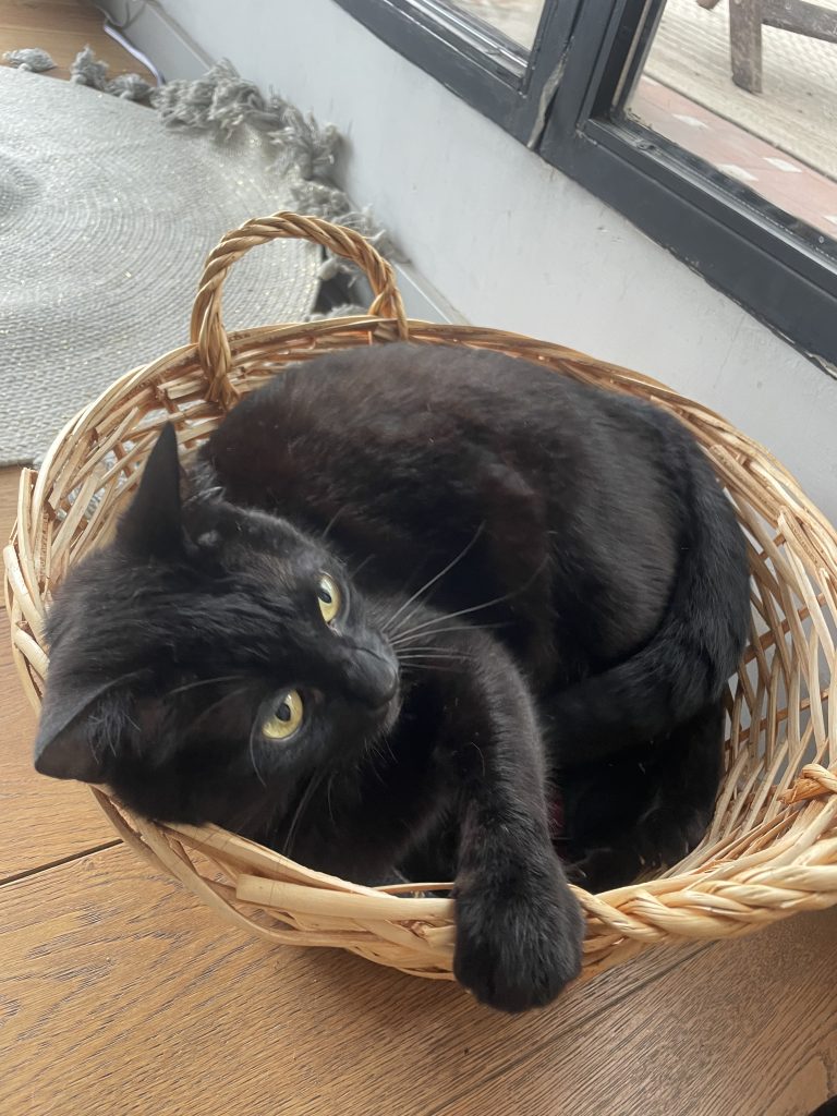 猫咪Miso / Cat Miso