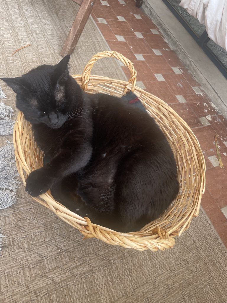 猫咪Miso / Cat Miso