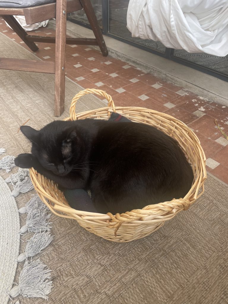 猫咪Miso / Cat Miso