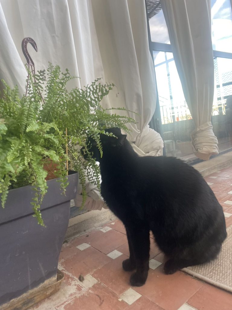 猫咪Miso / Cat Miso