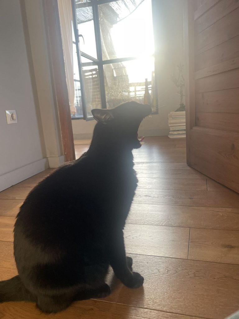 猫咪Miso / Cat Miso