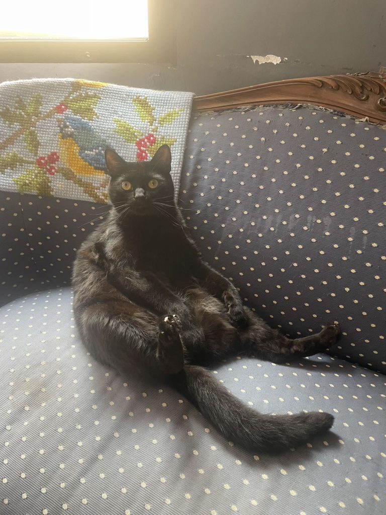 猫咪Miso / Cat Miso