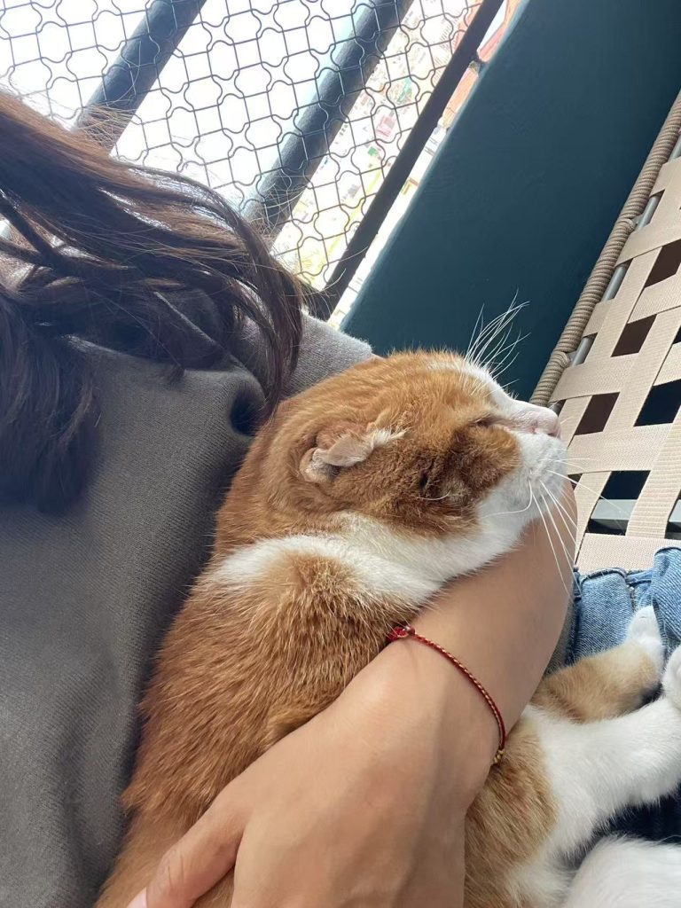 猫咪Gonzalo / Gonzalo the cat